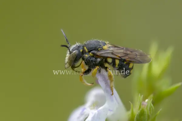 Fokus-Natur Bild