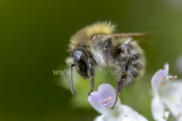 Fokus-Natur Bild