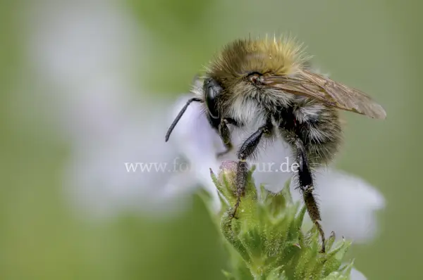 Fokus-Natur Bild
