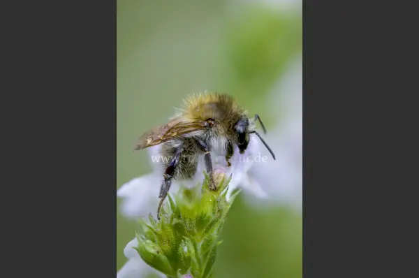 Fokus-Natur Bild