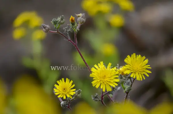Fokus-Natur Bild