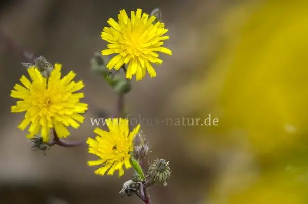 Fokus-Natur Bild