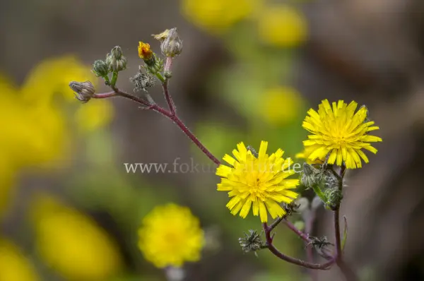 Fokus-Natur Bild