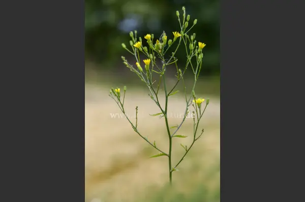 Fokus-Natur Bild