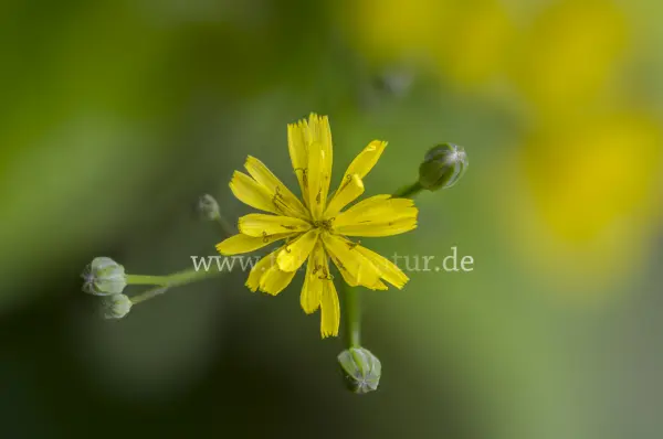 Fokus-Natur Bild