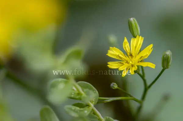 Fokus-Natur Bild