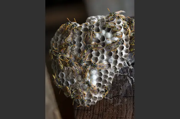 Fokus-Natur Bild