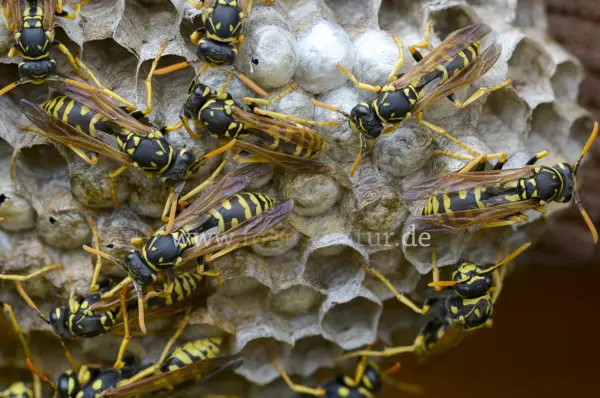 Fokus-Natur Bild