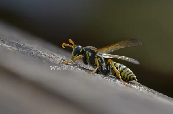 Fokus-Natur Bild