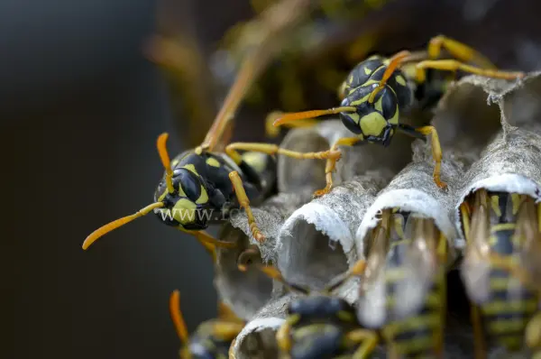 Fokus-Natur Bild