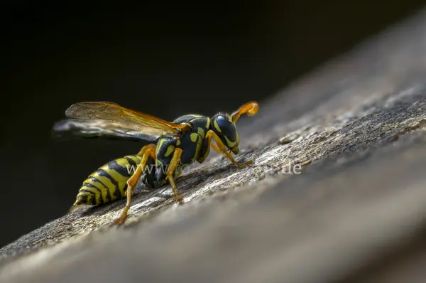 Fokus-Natur Bild