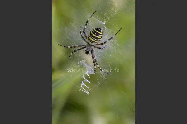 Fokus-Natur Bild