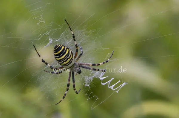 Fokus-Natur Bild