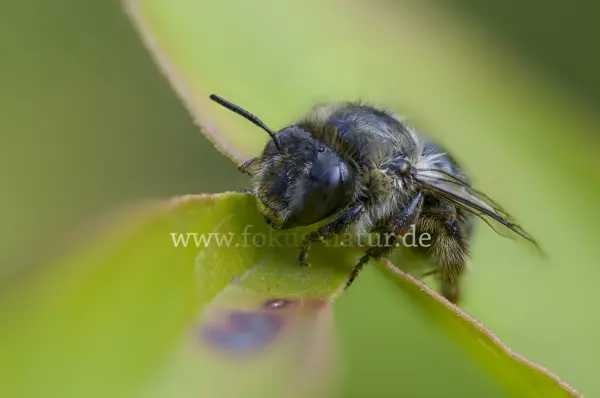 Fokus-Natur Bild