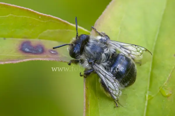 Fokus-Natur Bild