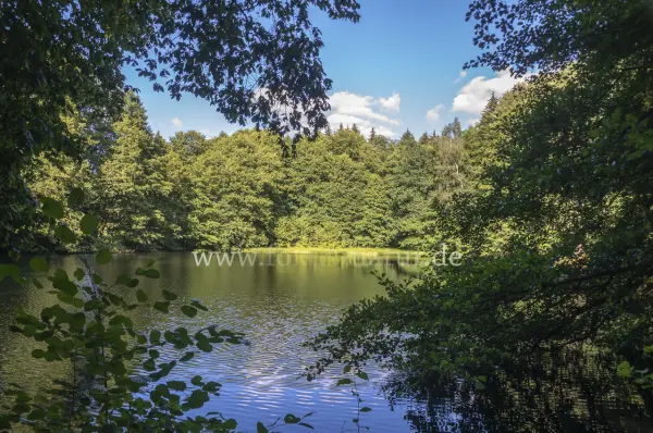 Fokus-Natur Bild