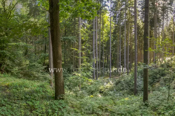 Fokus-Natur Bild