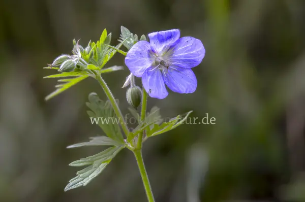 Fokus-Natur Bild