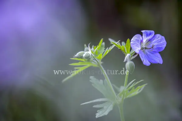 Fokus-Natur Bild