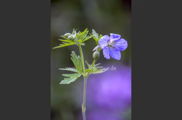 Fokus-Natur Bild