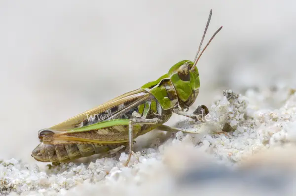 Fokus-Natur Bild
