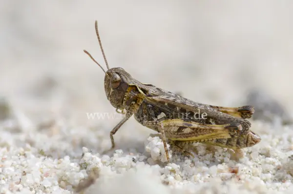 Fokus-Natur Bild