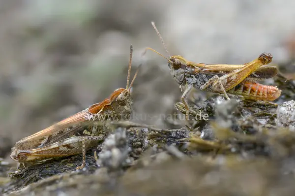 Fokus-Natur Bild