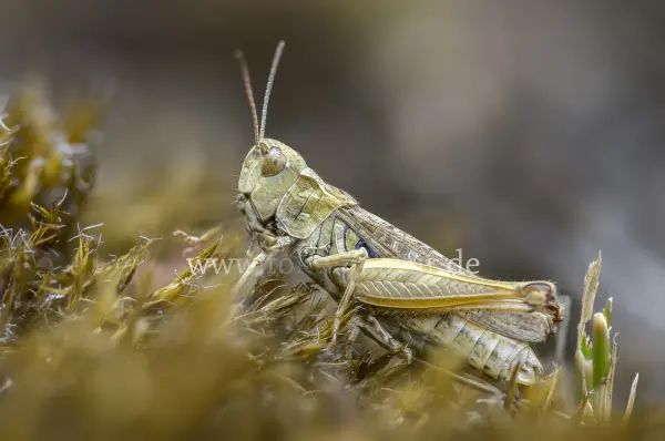 Fokus-Natur Bild