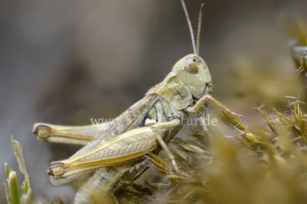 Fokus-Natur Bild