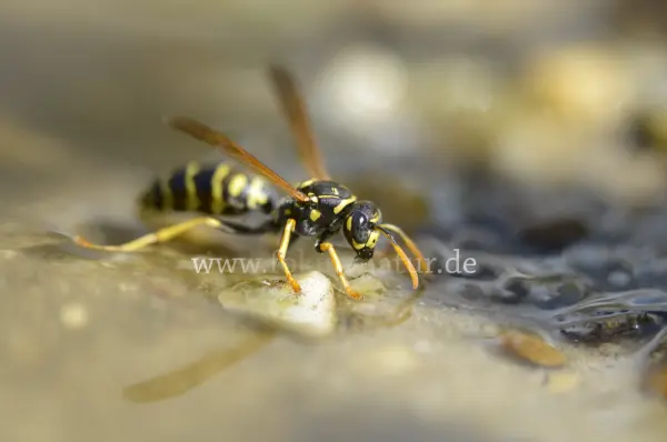 Fokus-Natur Bild