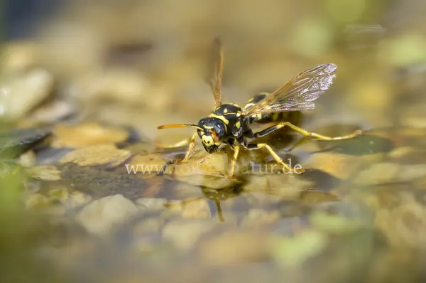 Fokus-Natur Bild