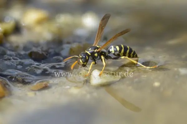 Fokus-Natur Bild
