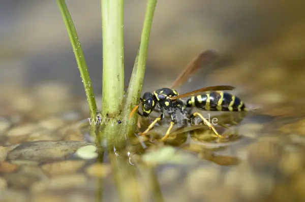Fokus-Natur Bild