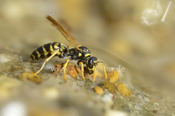 Fokus-Natur Bild