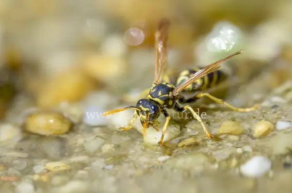 Fokus-Natur Bild