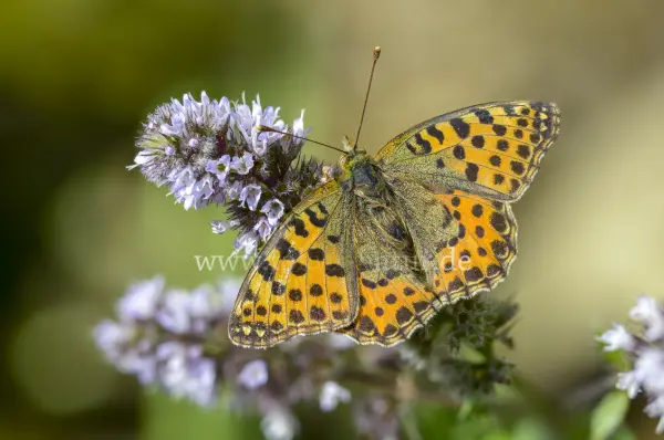 Fokus-Natur Bild