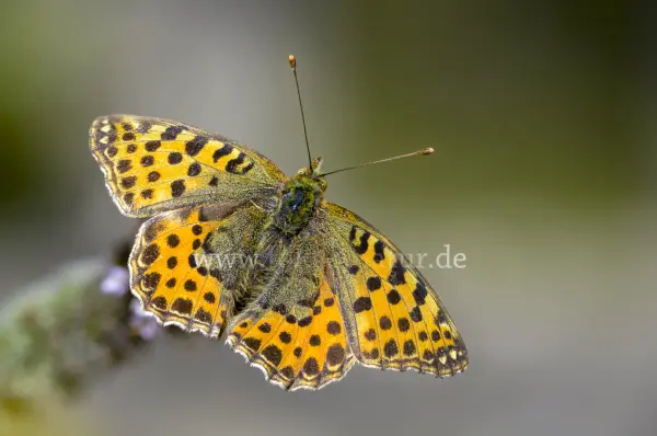 Fokus-Natur Bild