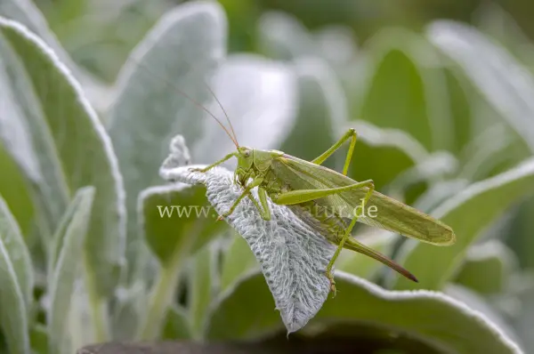 Fokus-Natur Bild