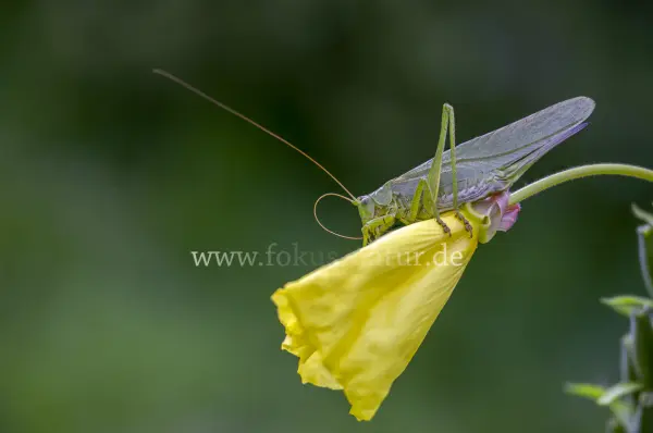 Fokus-Natur Bild