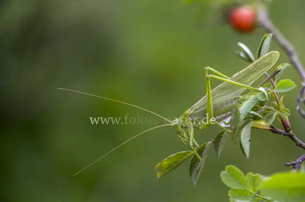 Fokus-Natur Bild