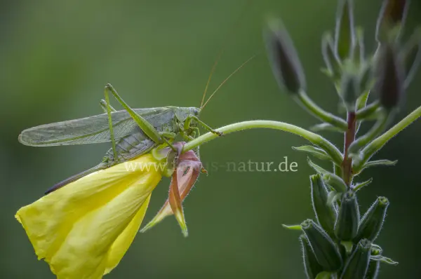 Fokus-Natur Bild