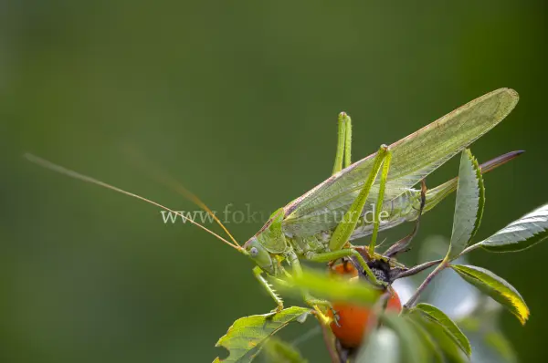 Fokus-Natur Bild