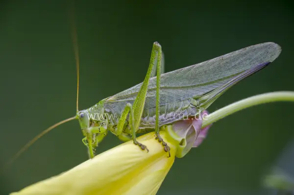 Fokus-Natur Bild