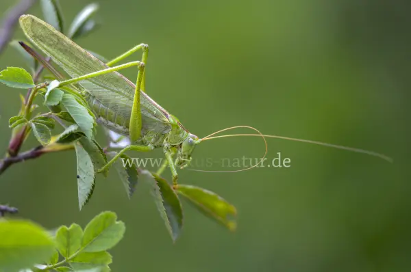 Fokus-Natur Bild