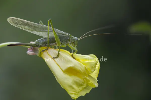 Fokus-Natur Bild