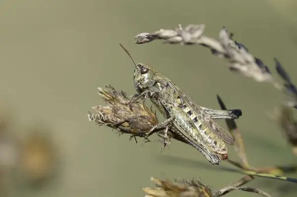 Fokus-Natur Bild