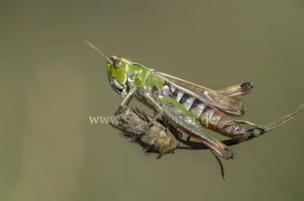 Fokus-Natur Bild