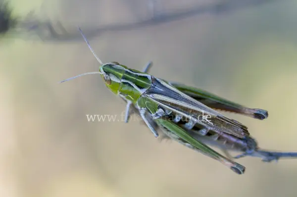 Fokus-Natur Bild
