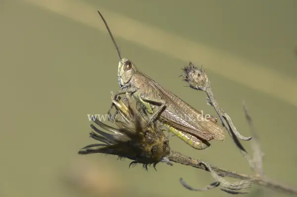 Fokus-Natur Bild