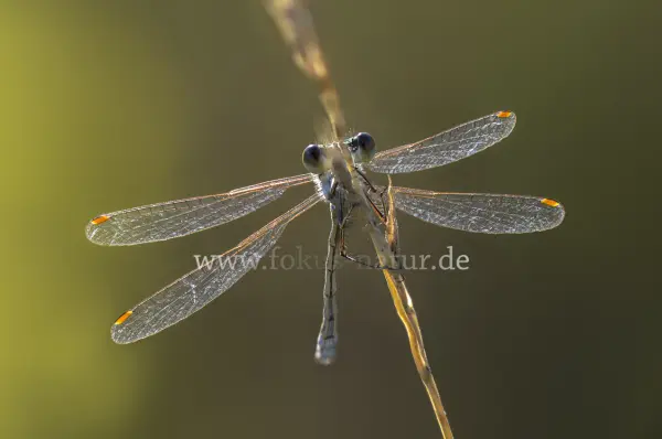 Fokus-Natur Bild